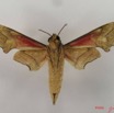 036 Heterocera (FV) Sphingidae Phylloxiphia illustris IMG_4338WTMK.JPG