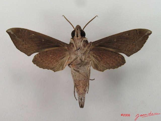 038 Heterocera (FV) Sphingidae Temnora livida IMG_4340WTMK.JPG