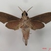 038 Heterocera (FV) Sphingidae Temnora livida IMG_4340WTMK.JPG