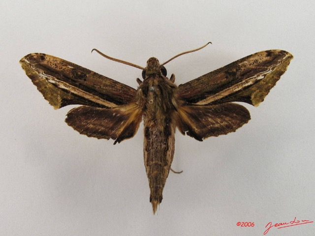 043 Heterocera (FD) Sphingidae Centroctena ruthefordi m IMG_4395WTMK.JPG