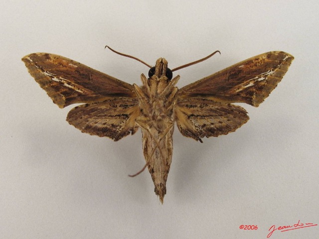 044 Heterocera (FV) Sphingidae Centroctena ruthefordi m IMG_4398WTMK.JPG