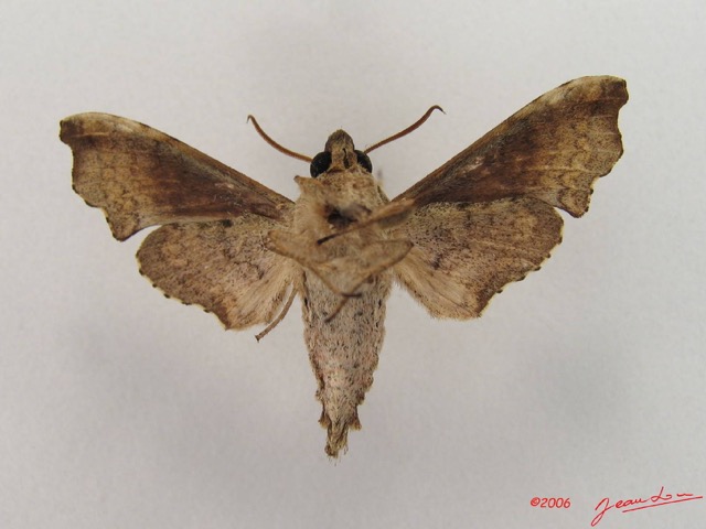 046 Heterocera (FV) Sphingidae Temnora sp m IMG_4400WTMK.JPG