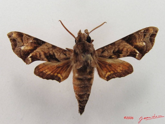 069 Heterocera (FD) Sphingidae IMG_4814WTMK.JPG