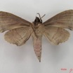 002 Heterocera (FV) Sphingidae Polyptychus sp IMG_4532WTMK.JPG