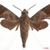 089 Heterocera 170b (FD) Sphingidae Temnora sardanus 9E5K2IMG_54422wtmk.jpg
