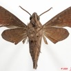 090 Heterocera 170b (FV) Sphingidae Temnora sardanus 9E5K2IMG_54425wtmk.jpg