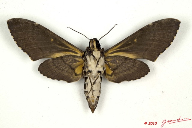 0010 Heterocera 192b (FV) Sphingidae Coelonia fulvinotata 10E5K2IMG_64312wtmk.jpg