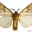 014 Heterocera 170a (FV) Thaumetopoeidae Anaphe sp f 9E5K2IMG_54419wtmk.jpg