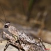 028 Insecte Mantodea Hymenopodidae Mante 11E50IMG_32465wtmk