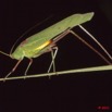040 Insecte Orthoptere Sauterelle a Koulamoutou 11E50IMG_32488wtmk