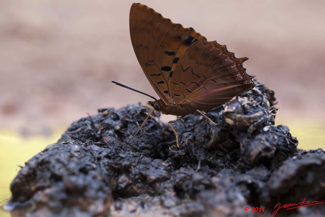 013 Lepidoptere Charaxes sp sur Feces 11E5K2IMG_66906wtmk.jpg